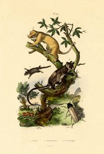 Taza Morel, 1833-39 de French School